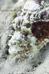 Lionfish,
it's snowtime
www. bunakenhans.com
Bunaken,S... by Hans-Gert Broeder 